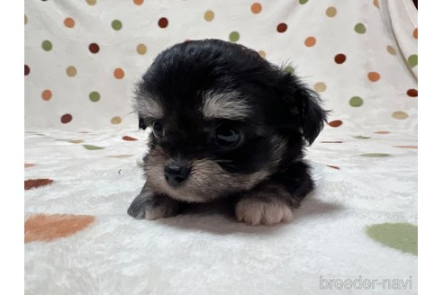 成約済の岐阜県のミックス犬-326994の3枚目