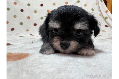 成約済の岐阜県のミックス犬-326994の4枚目