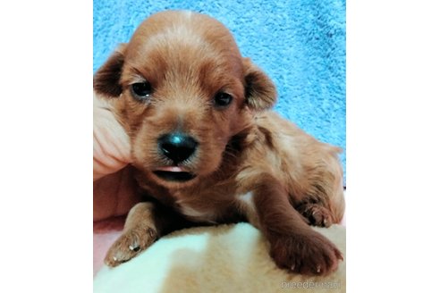 成約済の埼玉県のマルプー:マルチーズ×トイプードル-325109の27枚目
