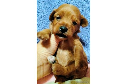 成約済の埼玉県のマルプー:マルチーズ×トイプードル-325109の26枚目