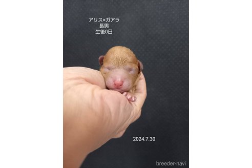 成約済の大阪府のタイニープードル-327026の14枚目