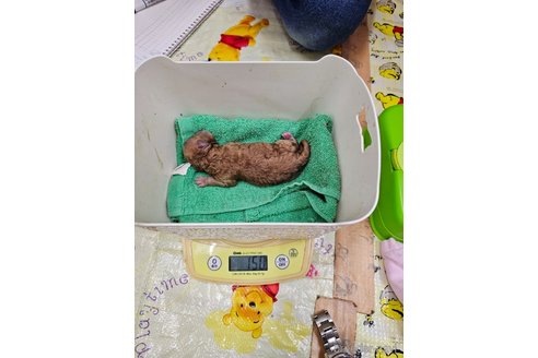 成約済の大阪府のタイニープードル-327026の17枚目