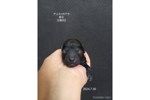 成約済の大阪府のタイニープードル-327029の13枚目