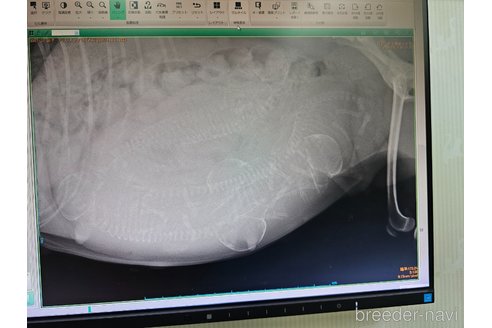 成約済の大阪府のタイニープードル-327031の8枚目