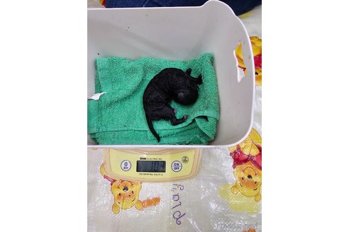 成約済の大阪府のタイニープードル-327032の12枚目