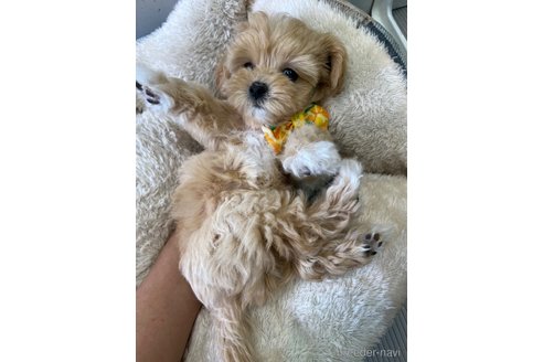 成約済の大阪府のミックス犬-326617の14枚目