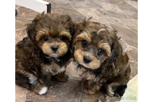 成約済の大阪府のミックス犬-326621の10枚目