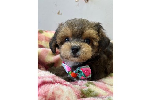成約済の大阪府のミックス犬-326621の9枚目