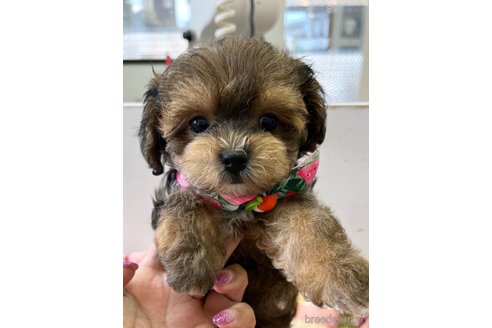 成約済の大阪府のミックス犬-326621の6枚目