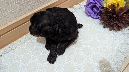 成約済の広島県のタイニープードル-325919の97枚目