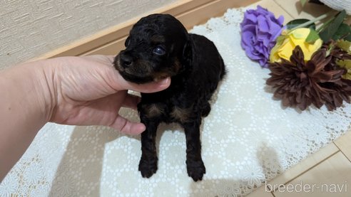 成約済の広島県のタイニープードル-325921の111枚目