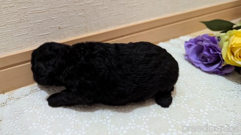 成約済の広島県のトイプードル-325914の84枚目