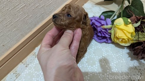成約済の広島県のタイニープードル-325925の191枚目