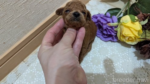 成約済の広島県のタイニープードル-325925の187枚目