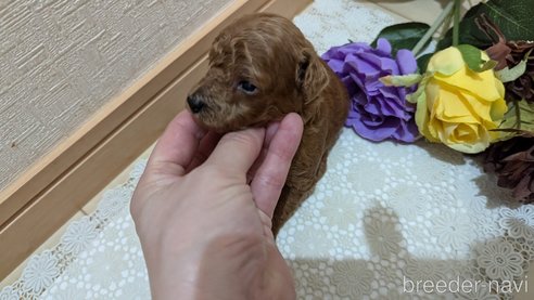 成約済の広島県のタイニープードル-325925の188枚目