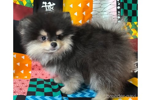 成約済の東京都のポメラニアン-327038の8枚目