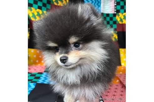 成約済の東京都のポメラニアン-327038の10枚目
