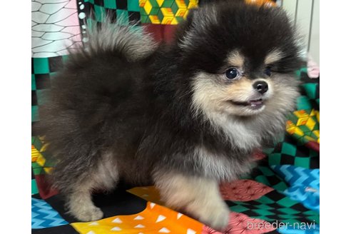 成約済の東京都のポメラニアン-327038の11枚目