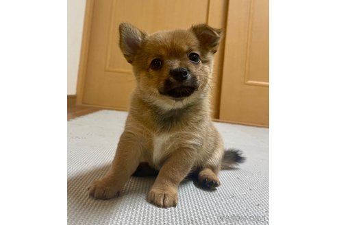 成約済の大分県のミックス犬-324779の8枚目