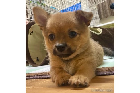 成約済の大分県のミックス犬-324779の7枚目