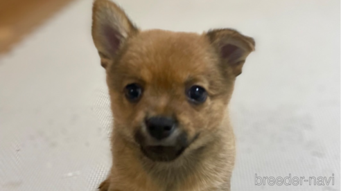 成約済の大分県のミックス犬-324779の6枚目