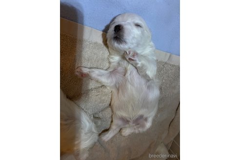 成約済の滋賀県のマルチーズ-326306の75枚目