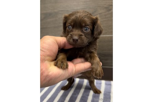 成約済の福岡県のミックス犬-327043の3枚目