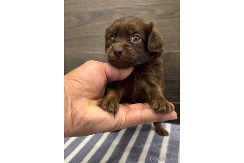 成約済の福岡県のミックス犬-327043の4枚目