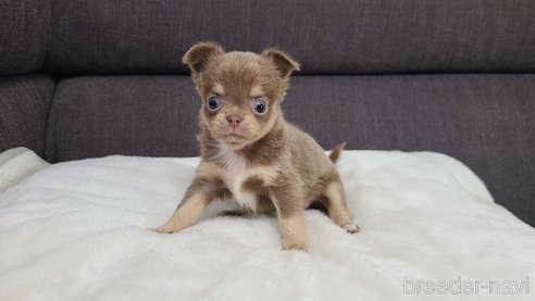 成約済の愛知県のチワワ(ロングコート)-325555の20枚目