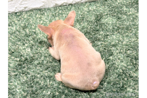 成約済の愛知県のフレンチブルドッグ-327055の2枚目