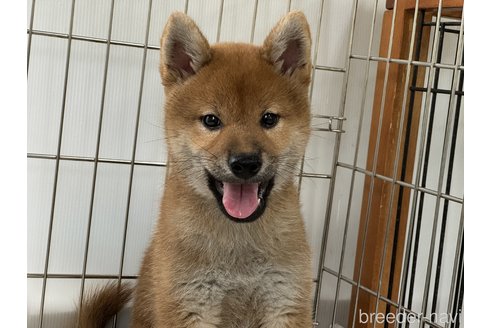成約済の岡山県の柴犬-323268の1枚目