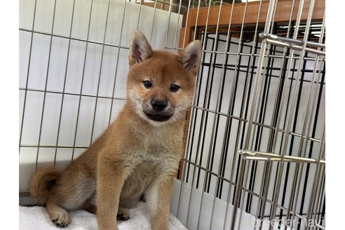 成約済の岡山県の柴犬-323268の5枚目