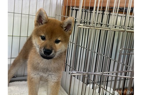 成約済の岡山県の柴犬-323268の4枚目