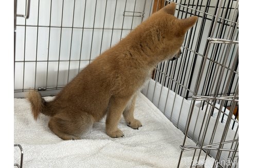 成約済の岡山県の柴犬-323268の3枚目