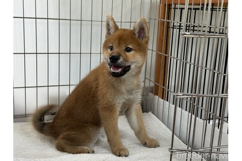 成約済の岡山県の柴犬-323268の2枚目