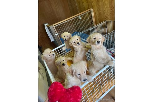 成約済の愛知県のゴールデンレトリーバー-327120の9枚目
