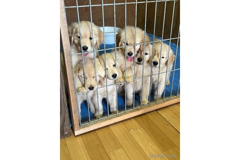 成約済の愛知県のゴールデンレトリーバー-327134の7枚目