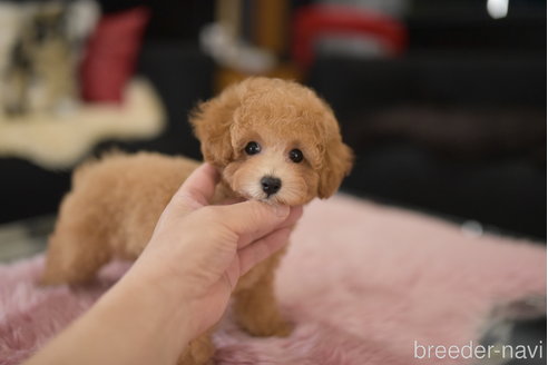 成約済の茨城県のタイニープードル-323629の1枚目