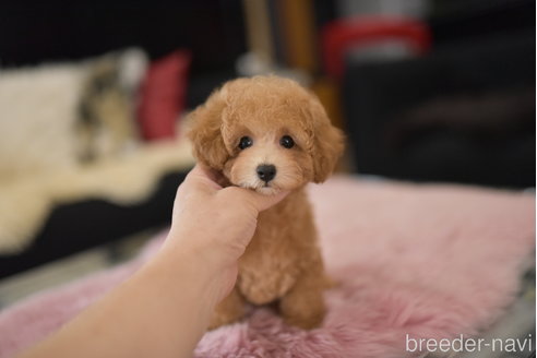 成約済の茨城県のタイニープードル-323629の6枚目