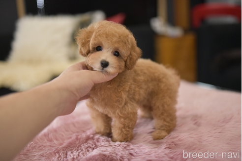 成約済の茨城県のタイニープードル-323629の5枚目