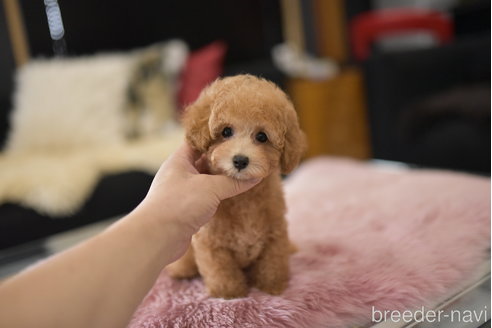 成約済の茨城県のタイニープードル-323629の2枚目