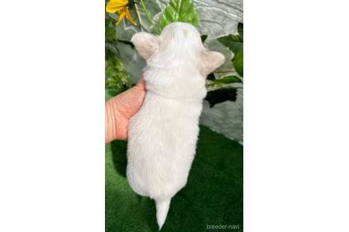成約済の埼玉県のチワワ(ロングコート)-327164の9枚目
