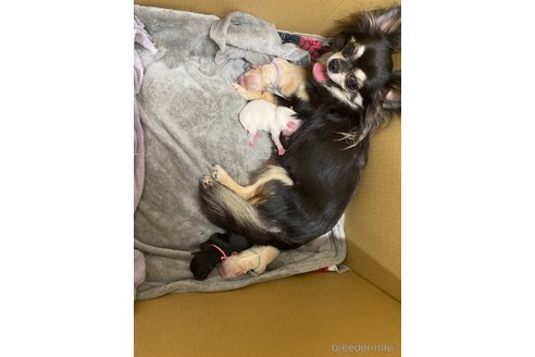 だるちゃん1枚目