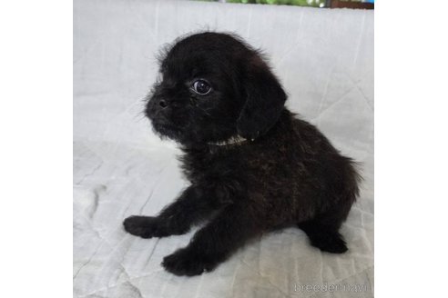 成約済の岡山県のミックス犬-321068の2枚目