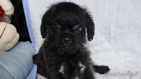 成約済の岡山県のミックス犬-321068