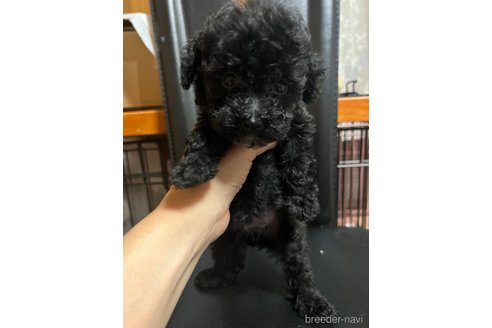 成約済の埼玉県のティーカッププードル-327188の9枚目