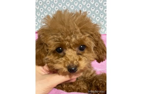 成約済の愛知県のティーカッププードル-320383の4枚目