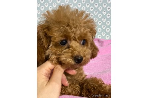 成約済の愛知県のティーカッププードル-320383の5枚目