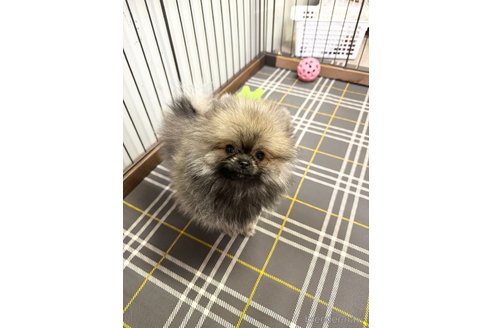 成約済の埼玉県のポメラニアン-320235の2枚目