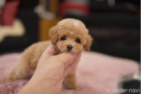 成約済の茨城県のティーカッププードル-324973